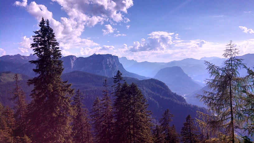 a tree with a mountain in the background